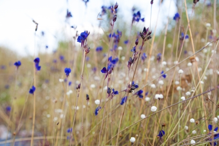 Purple Flower Circle, wildflowers の写真素材