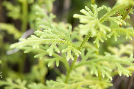 green fernの写真素材