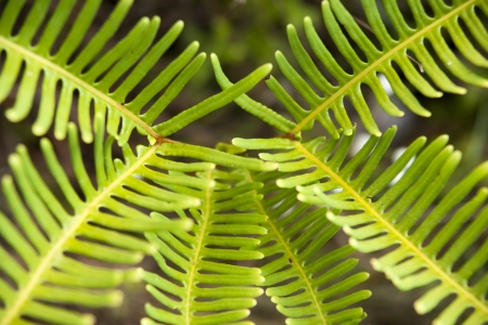 green fernの写真素材
