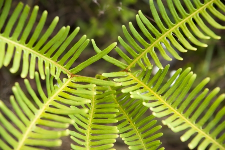 green fernの写真素材