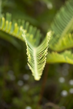 green fernの写真素材