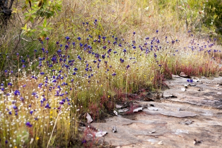 Purple Flower Circle, wildflowers の写真素材