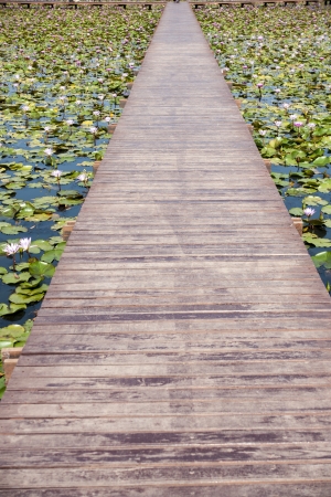 Boardwalk wood の写真素材