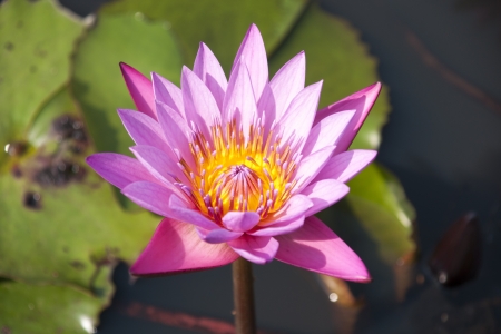 image of a lotus flower on the waterの写真素材
