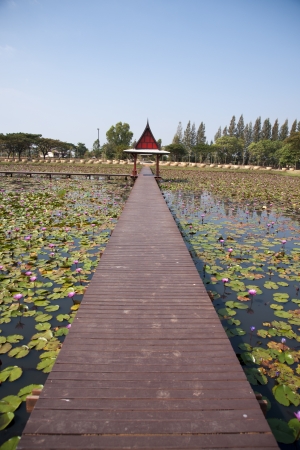 Boardwalk wood の写真素材