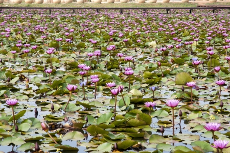 image of a lotus flower on the waterの写真素材