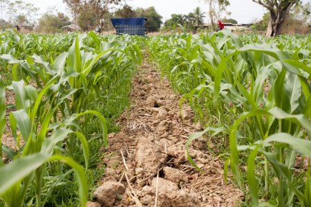Green corn field の写真素材