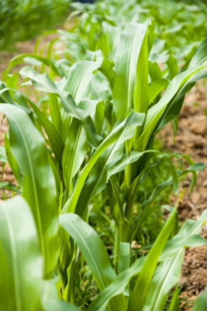 Green corn field の写真素材