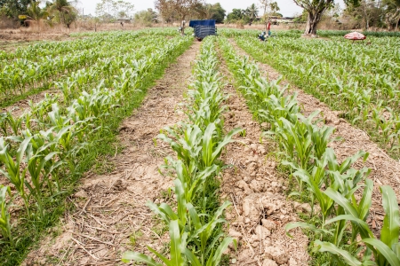 Green corn field の写真素材