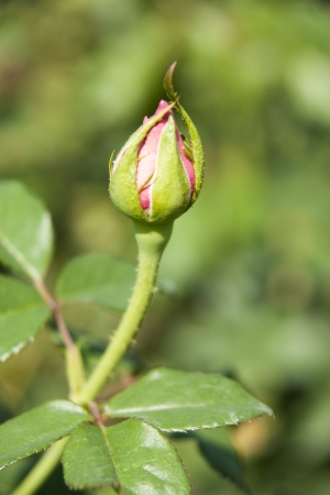 Rose Gardenの写真素材