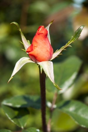 Rose Gardenの写真素材