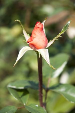 Rose Gardenの写真素材