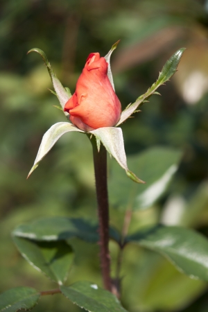 Rose Gardenの写真素材