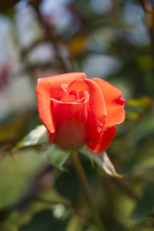Rose Gardenの写真素材