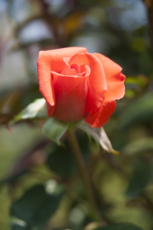 Rose Gardenの写真素材