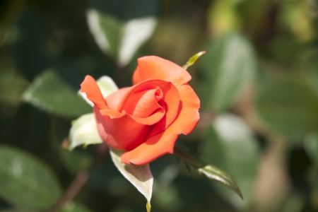 Rose Gardenの写真素材