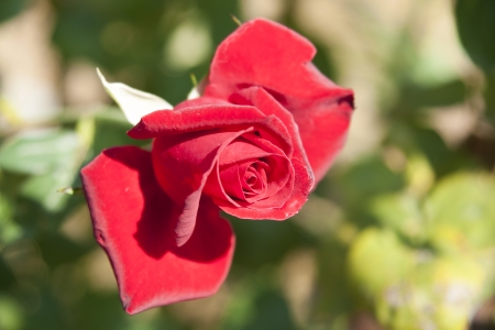 Rose Gardenの写真素材
