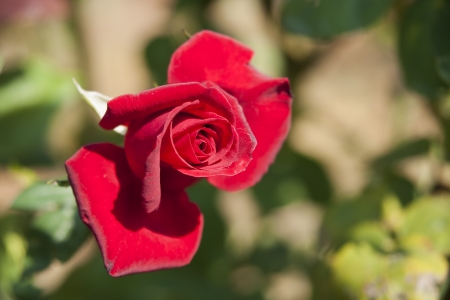 Rose Gardenの写真素材