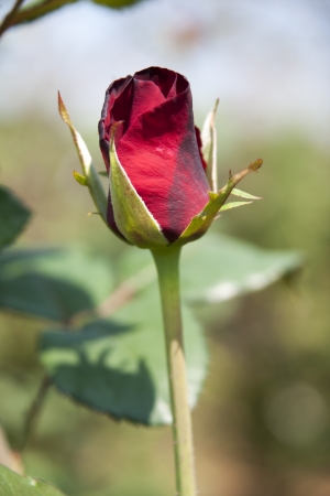 Rose Gardenの写真素材