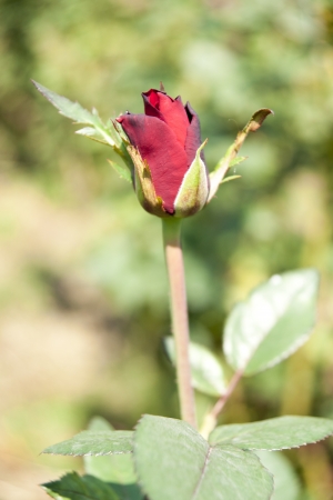 Rose Gardenの写真素材