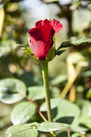 Rose Gardenの写真素材