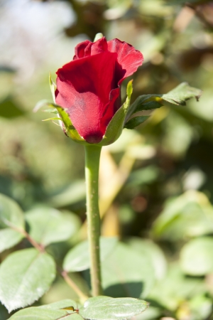 Rose Gardenの写真素材