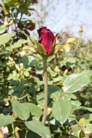 Rose Gardenの写真素材