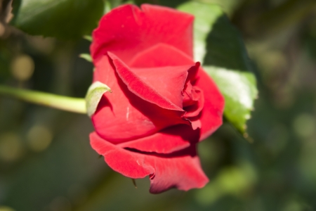 Rose Gardenの写真素材