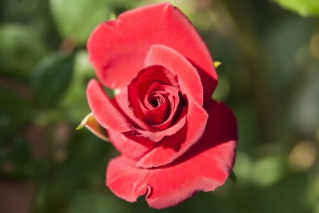 Rose Gardenの写真素材
