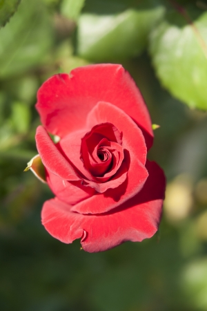 Rose Gardenの写真素材