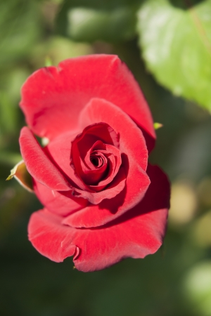 Rose Gardenの写真素材