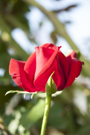 Rose Gardenの写真素材