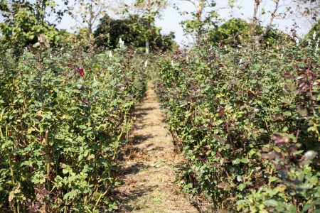 Rose Gardenの写真素材