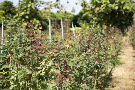 Rose Gardenの写真素材