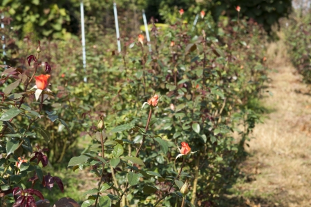 Rose Gardenの写真素材
