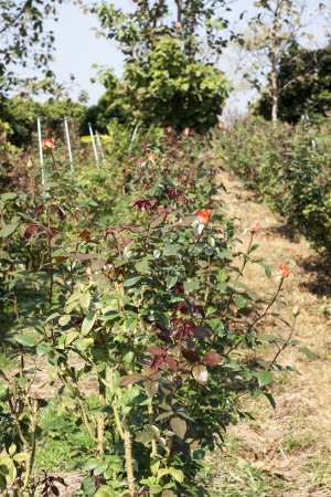 Rose Gardenの写真素材