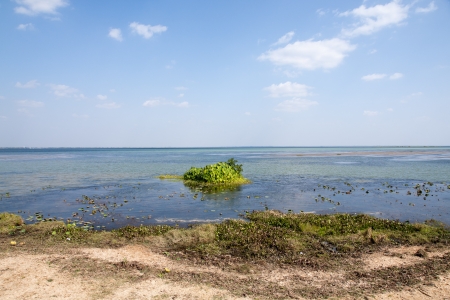 landscape of a marshの写真素材