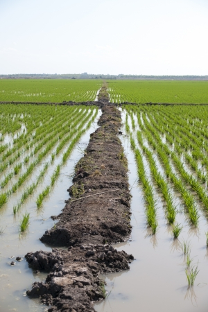 rice cultivationの写真素材