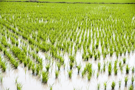 rice cultivationの写真素材