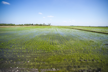 rice cultivationの写真素材