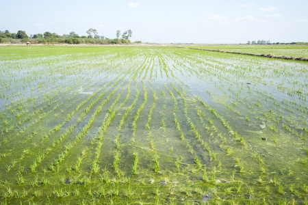 rice cultivationの写真素材