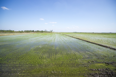 rice cultivationの写真素材
