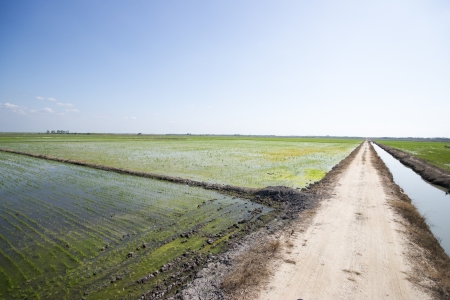 rice cultivationの写真素材