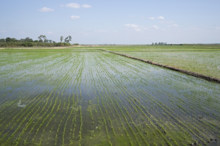rice cultivationの写真素材