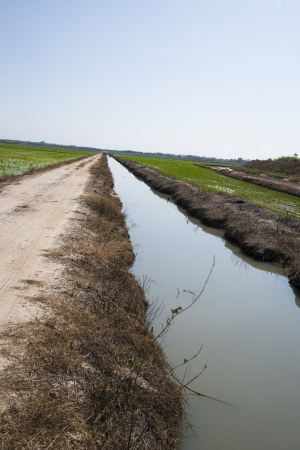 rice cultivationの写真素材