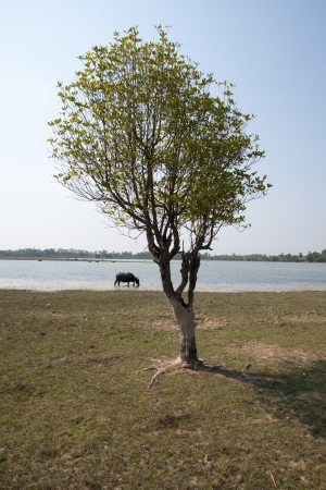 Tree on green meadow の写真素材