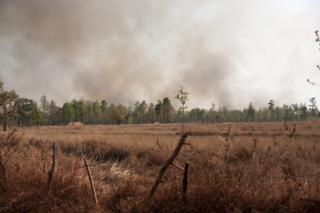 Fires caused by drought の写真素材