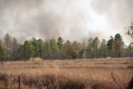 Fires caused by drought の写真素材