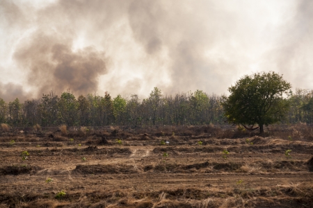 Fires caused by drought の写真素材