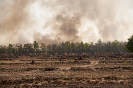 Fires caused by drought の写真素材